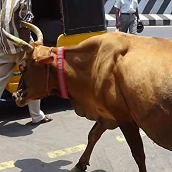 Cow Reflective Neck Collar for Safety (Pack of 10, Cow) - Image 7