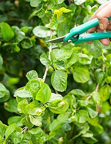 Multipurpose Gardening Scissors & Green